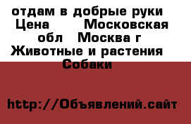 отдам в добрые руки › Цена ­ 1 - Московская обл., Москва г. Животные и растения » Собаки   